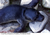 A Seal Pup at Seal Sanctuary at Exploris Aquarium Portaferry, August 2000 Photographic Print