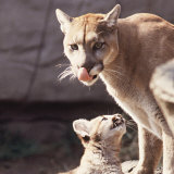 Puma with Cub in Zoo (Felis Concolor) Photographic Print