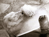 Sabrina the Polar Bear with a Chunk of Ice at London Zoo, January 1979 Photographic Print