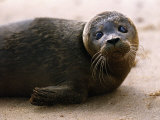 Seals Photographic Print