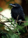 American Crow, British Columbia Photographic Print by Olaf Broders