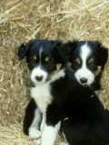 Border Collie Puppies, Sat Amongst Straw Bales Lámina fotográfica por Mark Hamblin Border Collie Puppies, Sat Amongst Straw Bales Lámina fotográfica por Mark Hamblin
