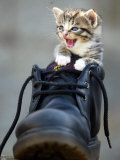 A Kitten in a Boot Lámina fotográfica A Kitten in a Boot Lámina fotográfica