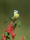 Blue Tit, Perched on Wild Currant Blossom, UK Photographic Print by Mark Hamblin