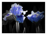 Black And Blue Photographic Print by Mary Lane
