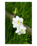 White Flowers Of Plum On A Grass Photographic Print by Sergejus Lamanosovas