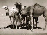 The Sahara Camel, Youngsters Have Black Noses and Later Changes to All Over Creamy White Photographic Print