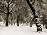 Queens Park Manchester in the Winter Photographic Print