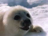 Seals Photographic Print