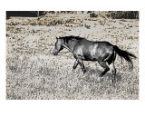 Running Through Time Photographic Print by Sari Mcnamee
