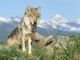 Grey Wolf, Wolf with Pup, USA Photographic Print by Alan And Sandy Carey Grey Wolf, Wolf with Pup, USA Photographic Print by Alan And Sandy Carey