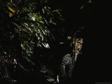 Camera Trap Shot of a Passing Leopard Photographic Print by Michael Nichols
