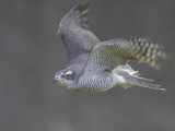 Goshawk, Adult in Flight, Scotland Photographic Print by Mark Hamblin