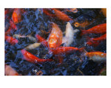 Koi Frenzy Photographic Print by Nicholas Carter