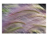 Wild Rye 3 Photographic Print by Joel Stuthman