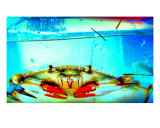 Too Beautiful To Eat Photographic Print by Randi Bailey