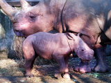 Kei the Baby Rhino Pictured at Edinburgh Zoo with Mum, Umfolozi, November 2000 Photographic Print