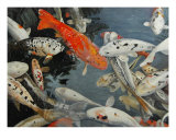 Koi Carp Photographic Print by George Robertson