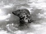 Seal Swimming in Ice Due to Cold Weather at London Zoo, January 1982 Photographic Print