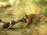 Bengal Tiger, Males Killing Sambar, India Fotografie-Druck von Mike Powles
