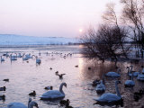 Swans and Ducks, Yorkshire 1978 Photographic Print