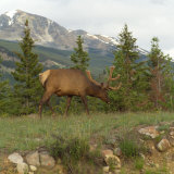 Elk Grazing on Grass, Jasper National Park, Canada Photographic Print by Keith Levit