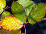 Leaves Changing Colour at Kenilworth Castle in Warwickshire Photographic Print