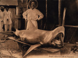 Bull Shark, Displayed as Trophy, Madagascar Photographie par Gerard Soury