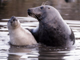 Seals on the Farne Island off the Northumberland Coast in Northern England, November 1972 Photographic Print