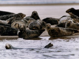 Pollution-Suffering Seals in Dee Estuary off the Chashire Coast, September 1992 Photographic Print
