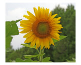 Sunflower Photographic Print by Tamara Shurling