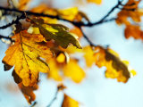 Oak Tree Leaves at Kenilworth Castle in Warwickshire Photographic Print