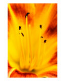 Burning Lily Photographie par Balan Vinod Kumar
