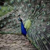 A Peacock at Tapely Park in Devon, May 1981 Photographic Print