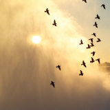 Birds Flying Above Niagara Falls, Ontario, Canada Lámina fotográfica por Keith Levit Birds Flying Above Niagara Falls, Ontario, Canada Lámina fotográfica por Keith Levit
