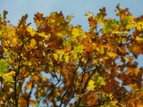 Branches of an Oak Tree with Its Leaves Turning Golden at Kenilworth Castle in Warwickshire Photographic Print