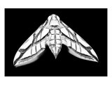 Moth Negative Photographic Print by Allyson K Ricketts