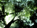 Cloud Forest, Venezuela Photographic Print by Oxford Scientific Cloud Forest, Venezuela Photographic Print by Oxford Scientific
