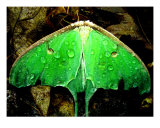 Luna Moth After A Rain Photographic Print by Stephanie Kellerman