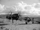 Local Women of Somaliland with Their Camels, 1935 Photographic Print