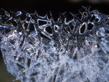 Snow Crystals on Brook Edge Photographic Print