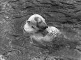 Hector the Polar Bear Drinking from a Bottle During the Summer of 1970 at Calderpark Zoo Photographic Print