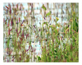 Reeds In Water Photographic Print by Sari Mcnamee