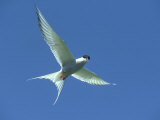 Arctic Tern, Sterna Paradisaea in Flight Against Blue Sky Farnes, UK Photographic Print by Mark Hamblin