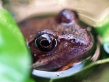 Frog in Water Lámina fotográfica