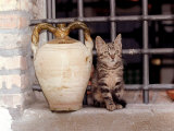 A Kitten Sitting on a Window Sill, August 1997 Photographic Print