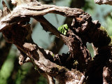 Tree in the Mountains of Lazio Italy Photographic Print