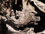Trees Shaped Like Rhino in the Mountains of Lazio Photographic Print
