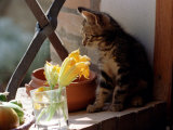 A Kitten Watching Through a Window, August 1997 Lámina fotográfica