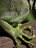 Belize, San Iguacio, Green Iguana Photographic Print by Jane Sweeney